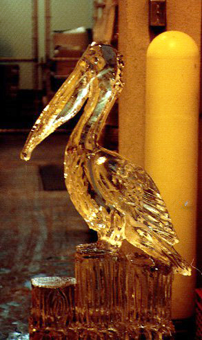 Pelican